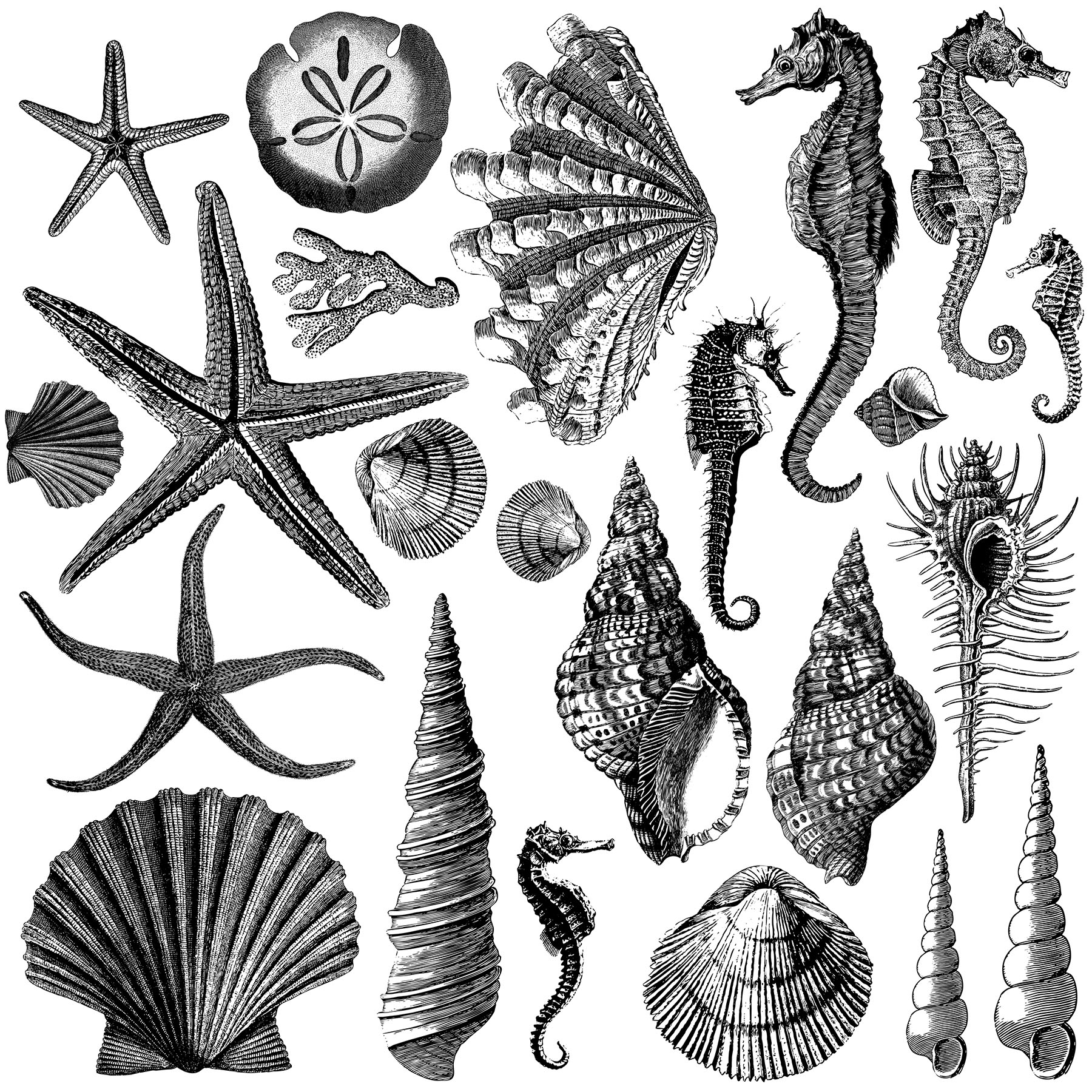 Seashore2